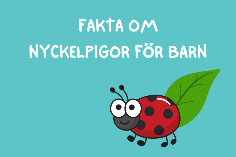 Fakta om nyckelpigor för barn