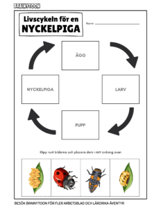 Nyckelpigans livscykel